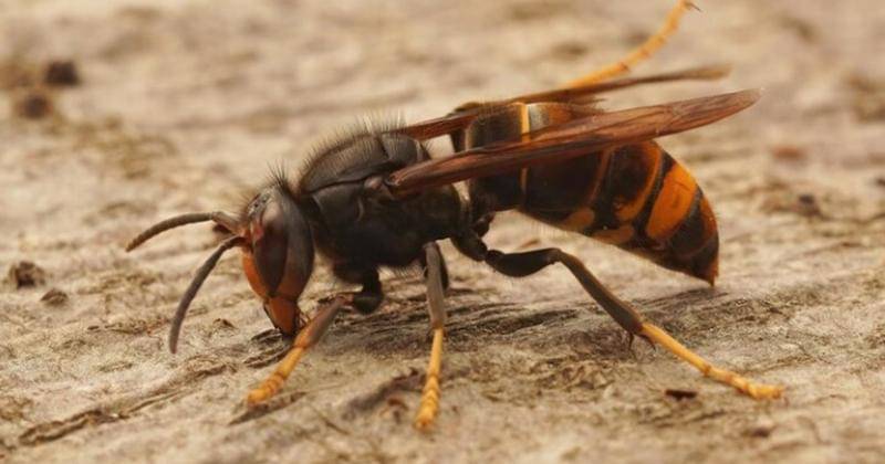 Tawon - Freepik/wirestock